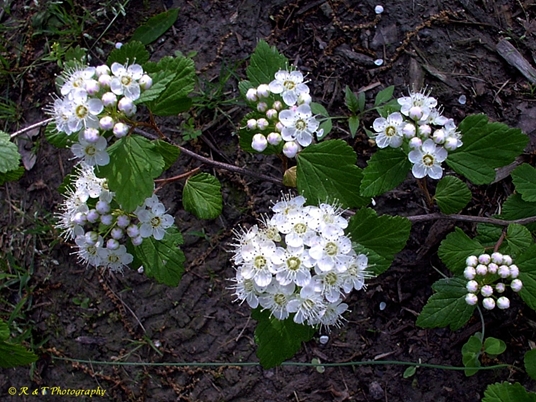 {Physocarpus opulifolius}